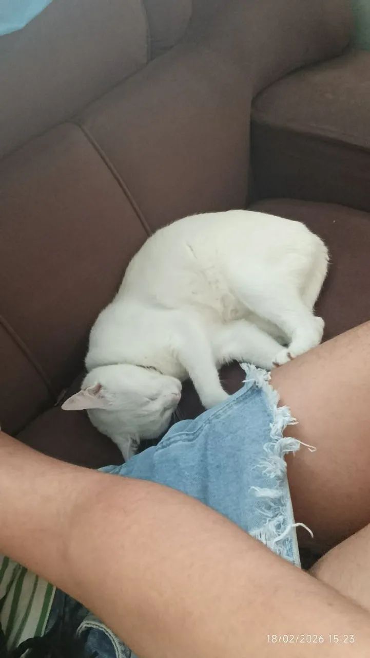 Gata de coleira roxa perdida  - Foto 3