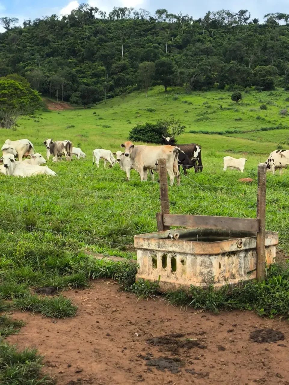 Fazenda - Taquaral (GO) - Foto 2