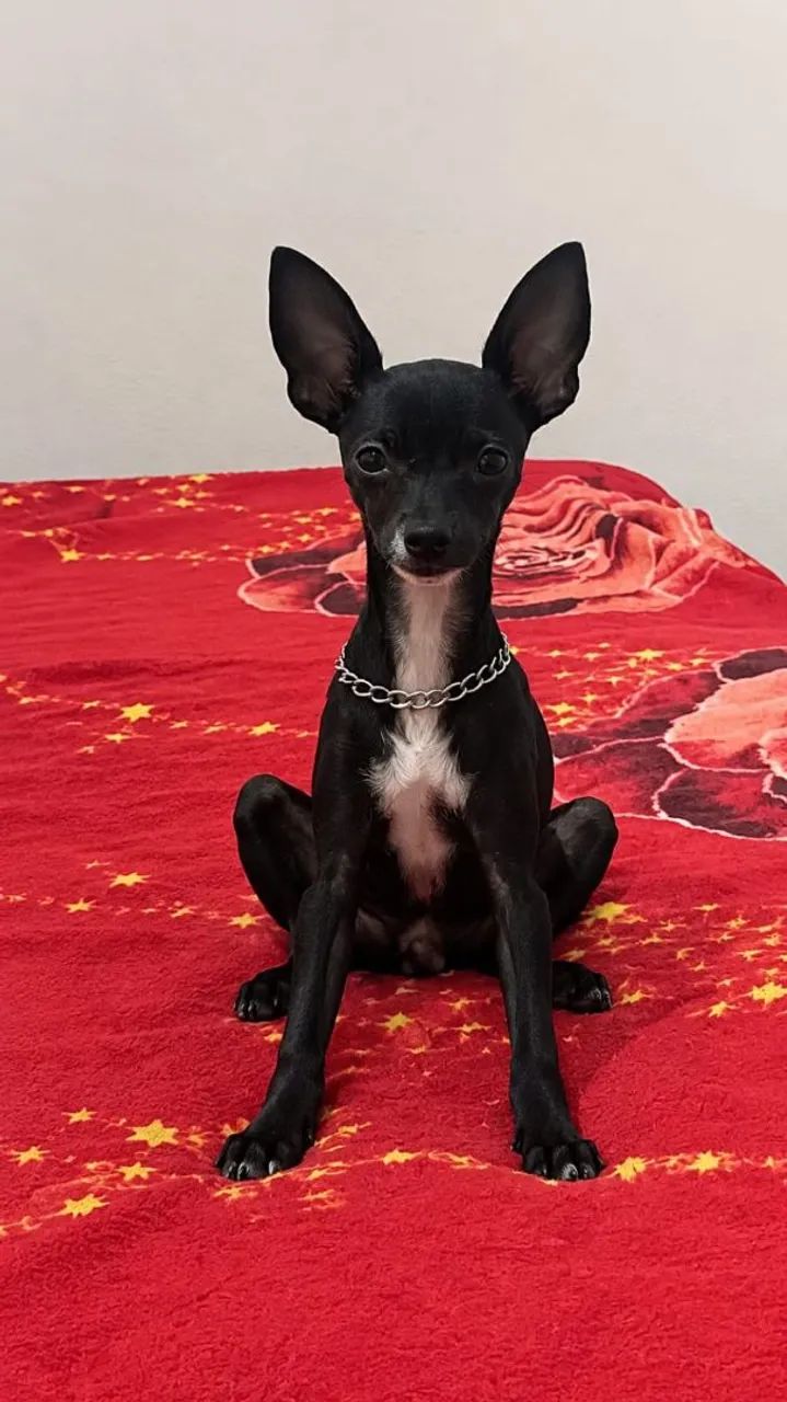 Cachorra  - Foto 2
