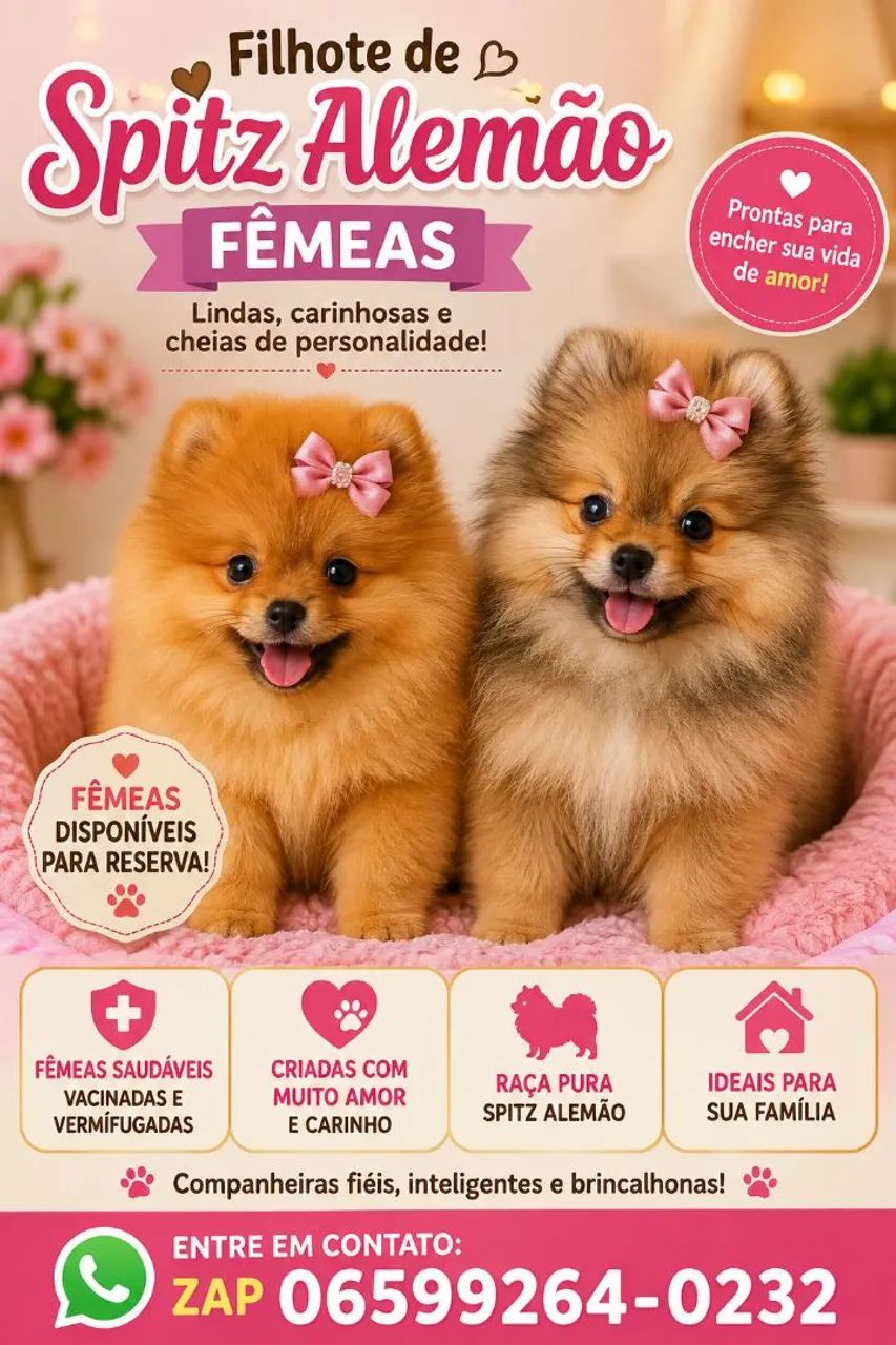 Spitz alemão femeas 