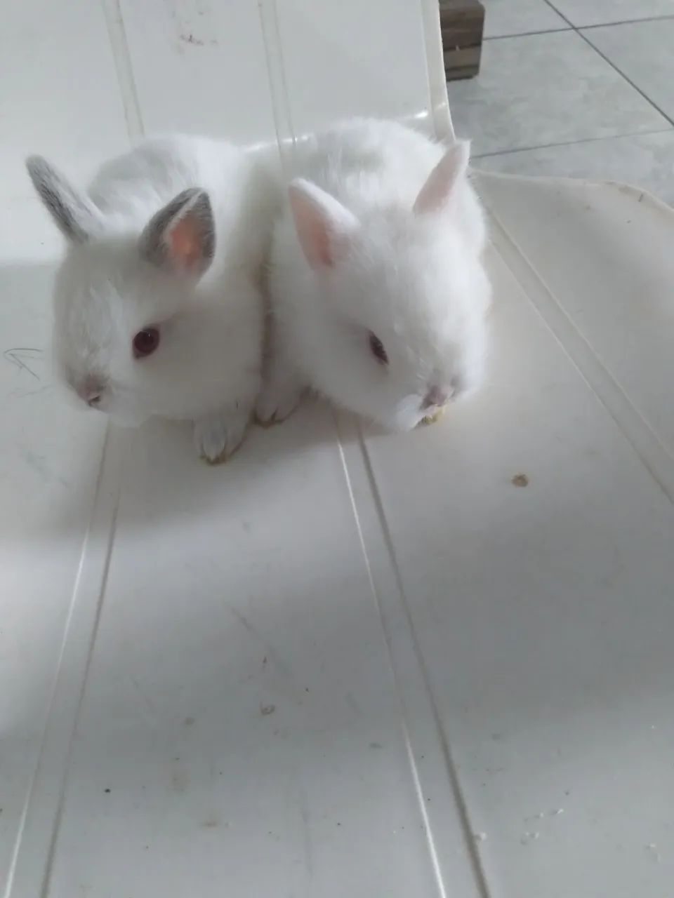 Coelhos anão 