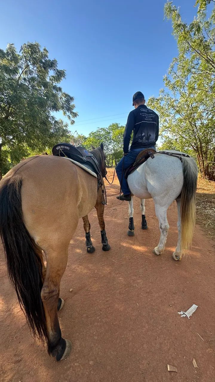 Cavalo de vaquejada - Foto 2