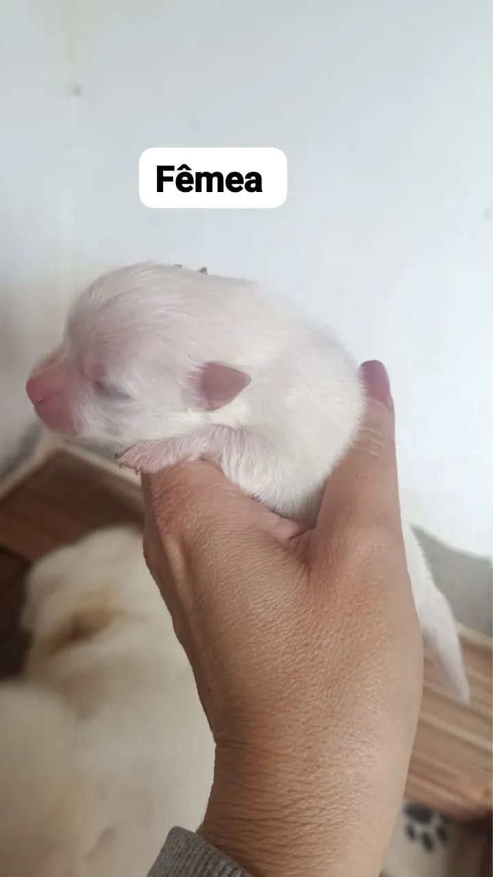 Spitz Alemão Anão | Lulu da Pomerania  - Foto 5