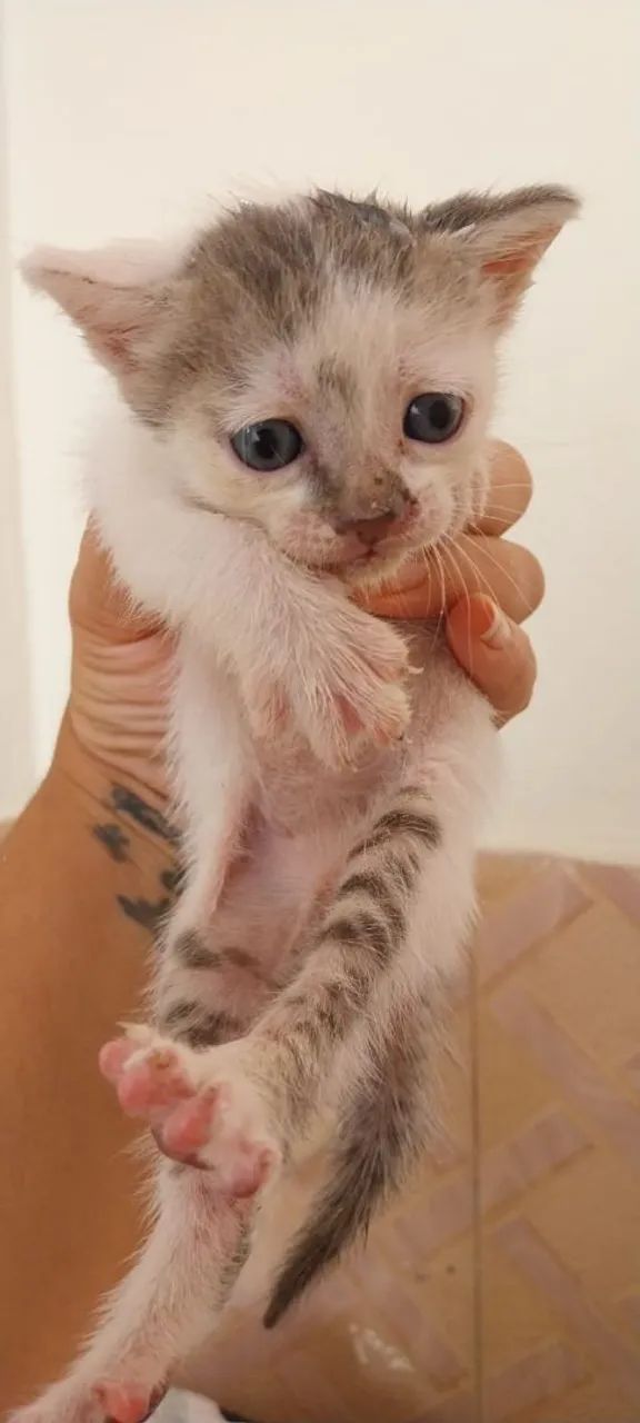 Filhote para adoção 