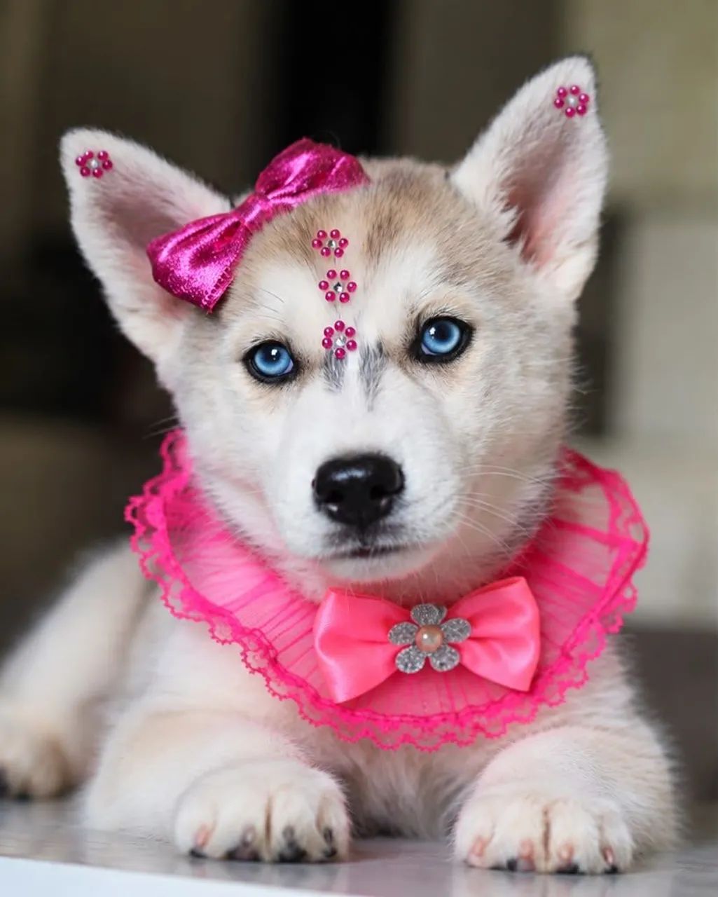 Husky parcelamos  - Foto 5