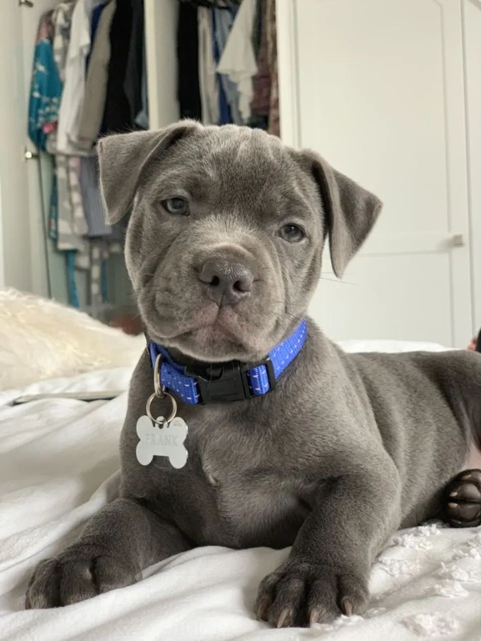 Pit Bull Machos e Femeas 