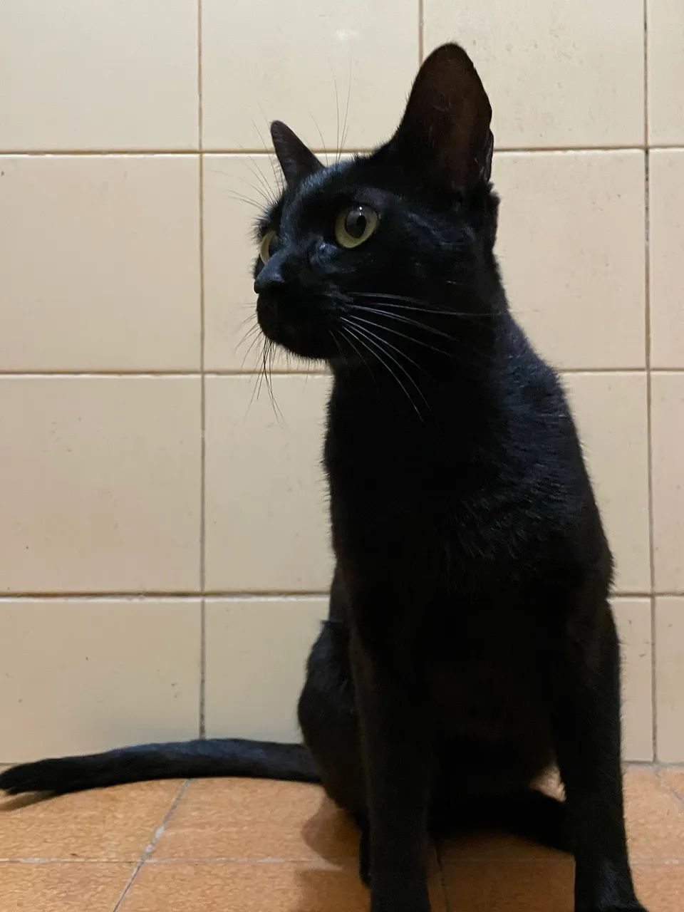 Adoção responsável  - Foto 3
