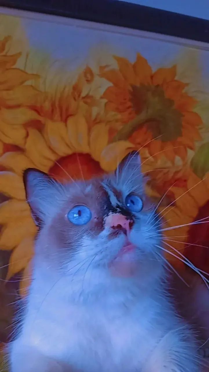 Gata linda 