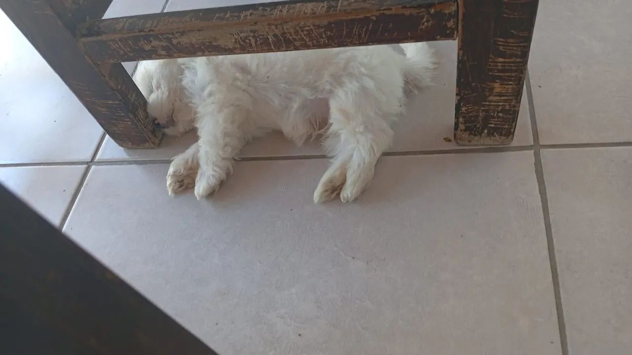 Maltês Macho!!  - Foto 2