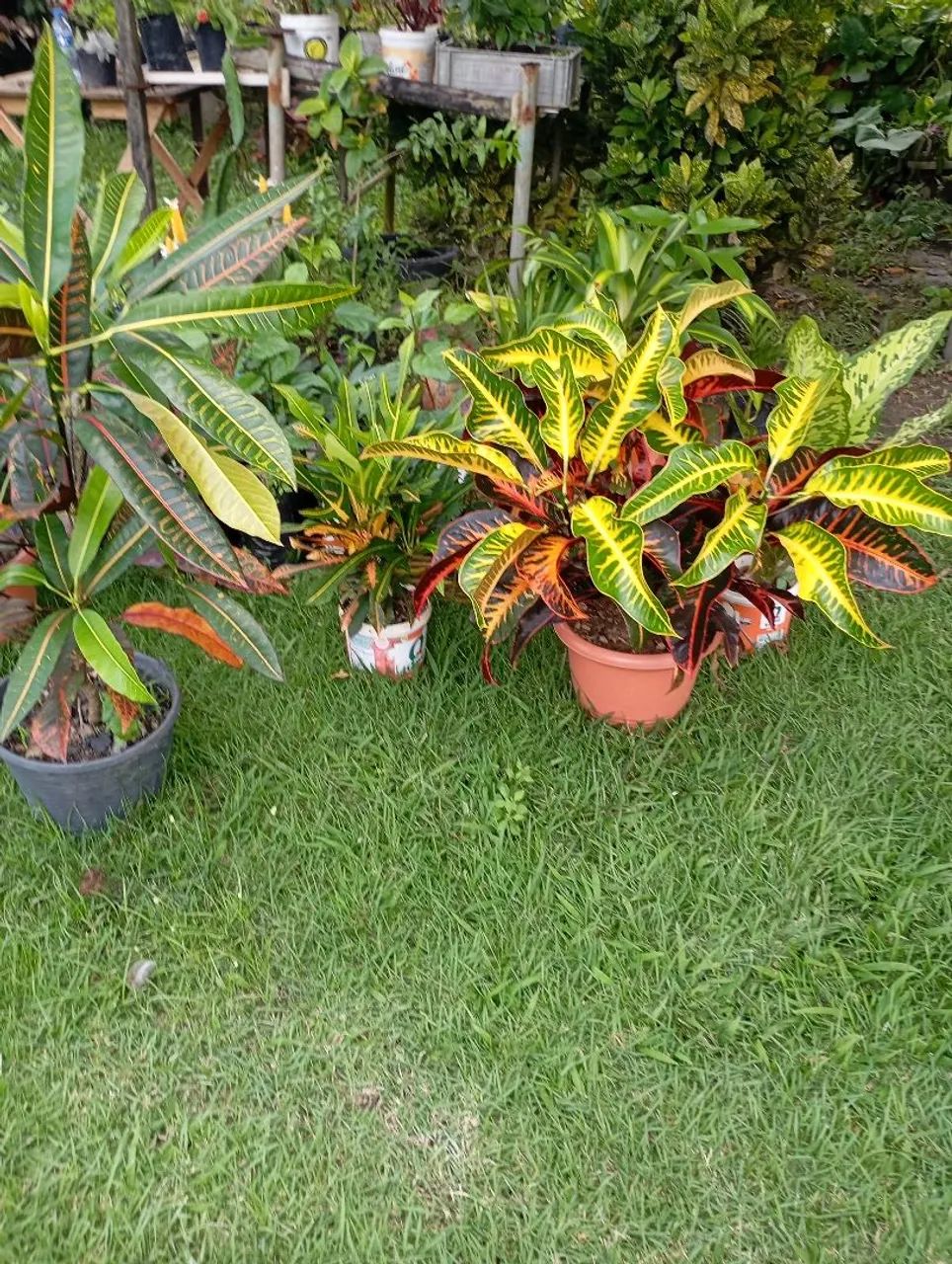 Vendo Planta - Croton e outros - Foto 3