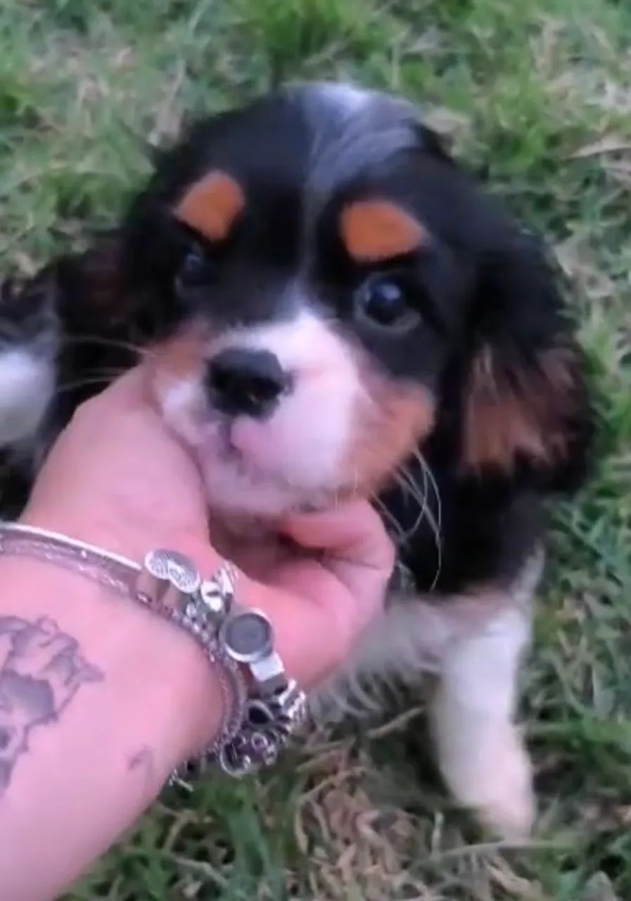 Cavalier King Spaniel  - Foto 3