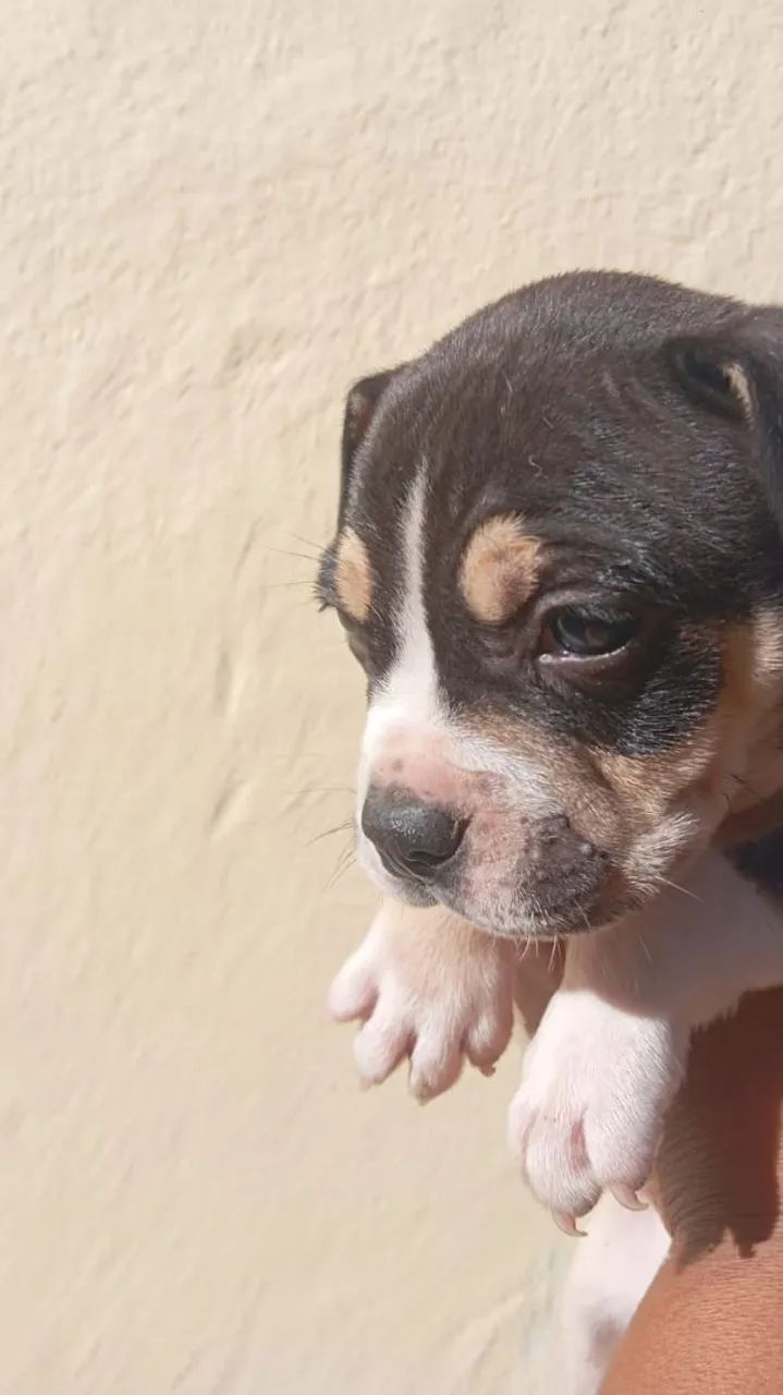 Américan bully - Foto 5
