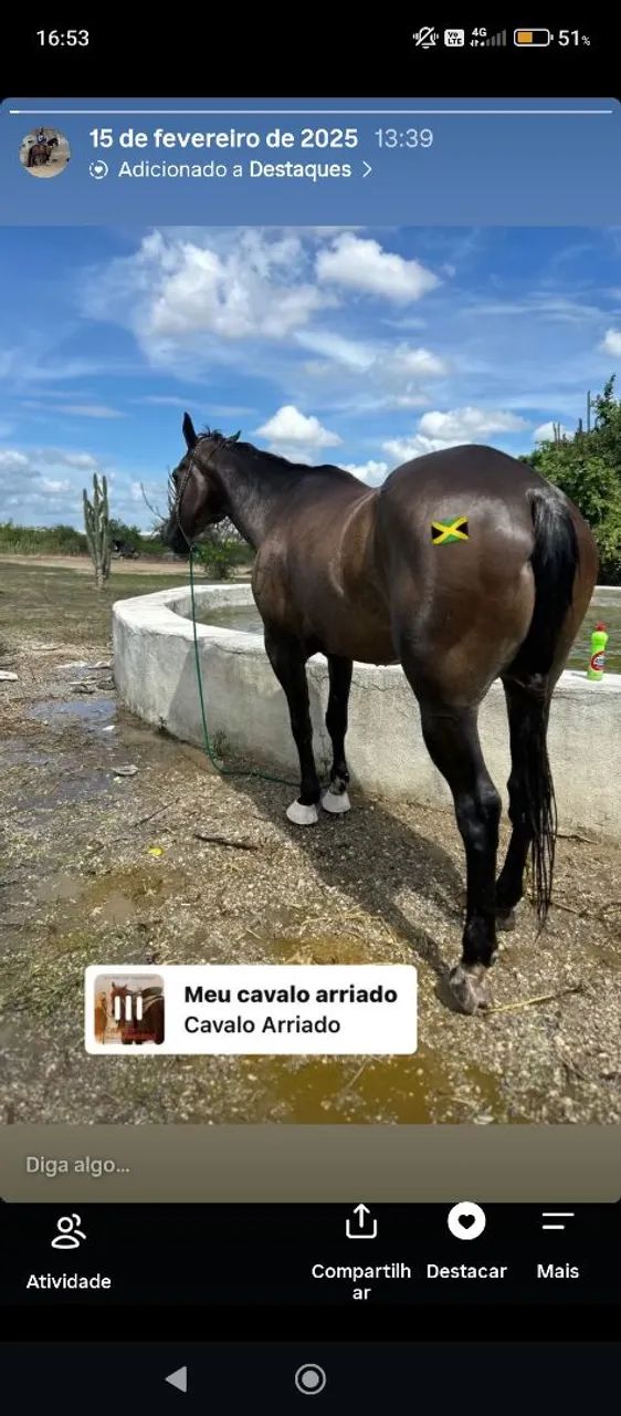 Cavalo de esquerda ganhando de prêmios 