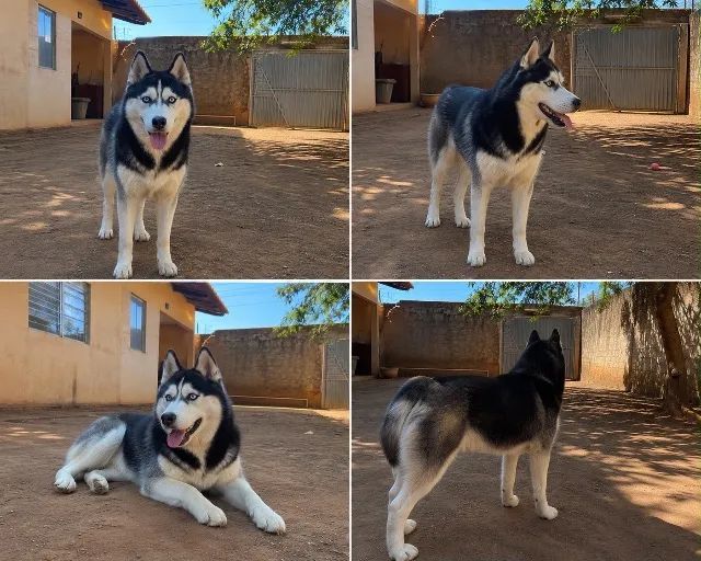 Doa-se husky siberiano  - Foto 2