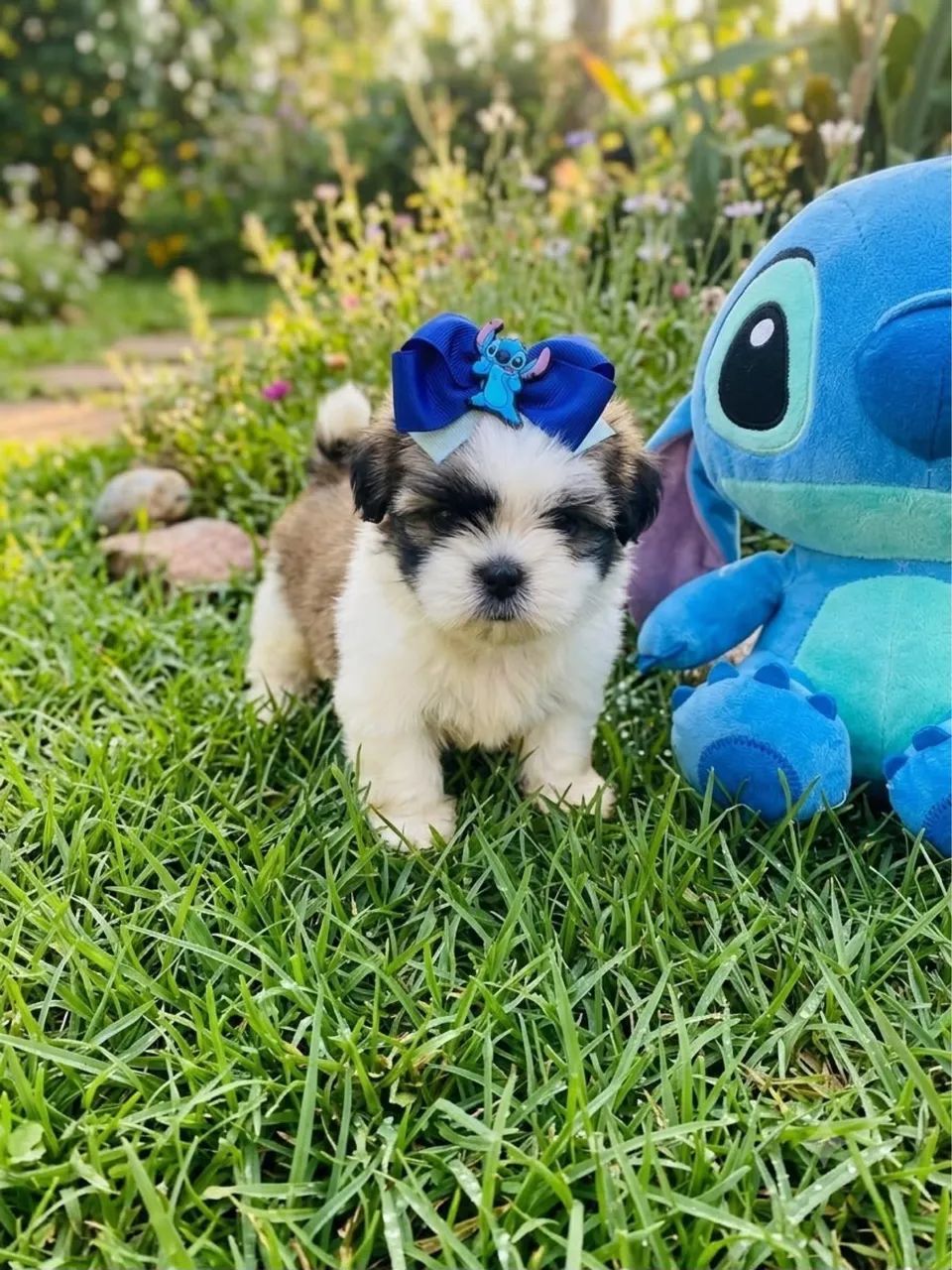 Promoção de Shihtzu Mini 