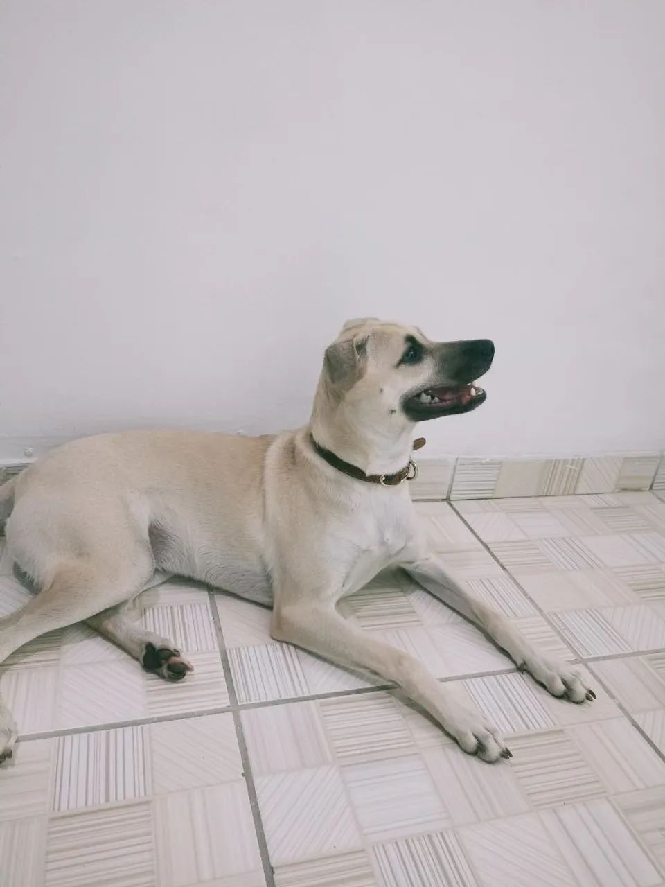 Cachorro  - Foto 3