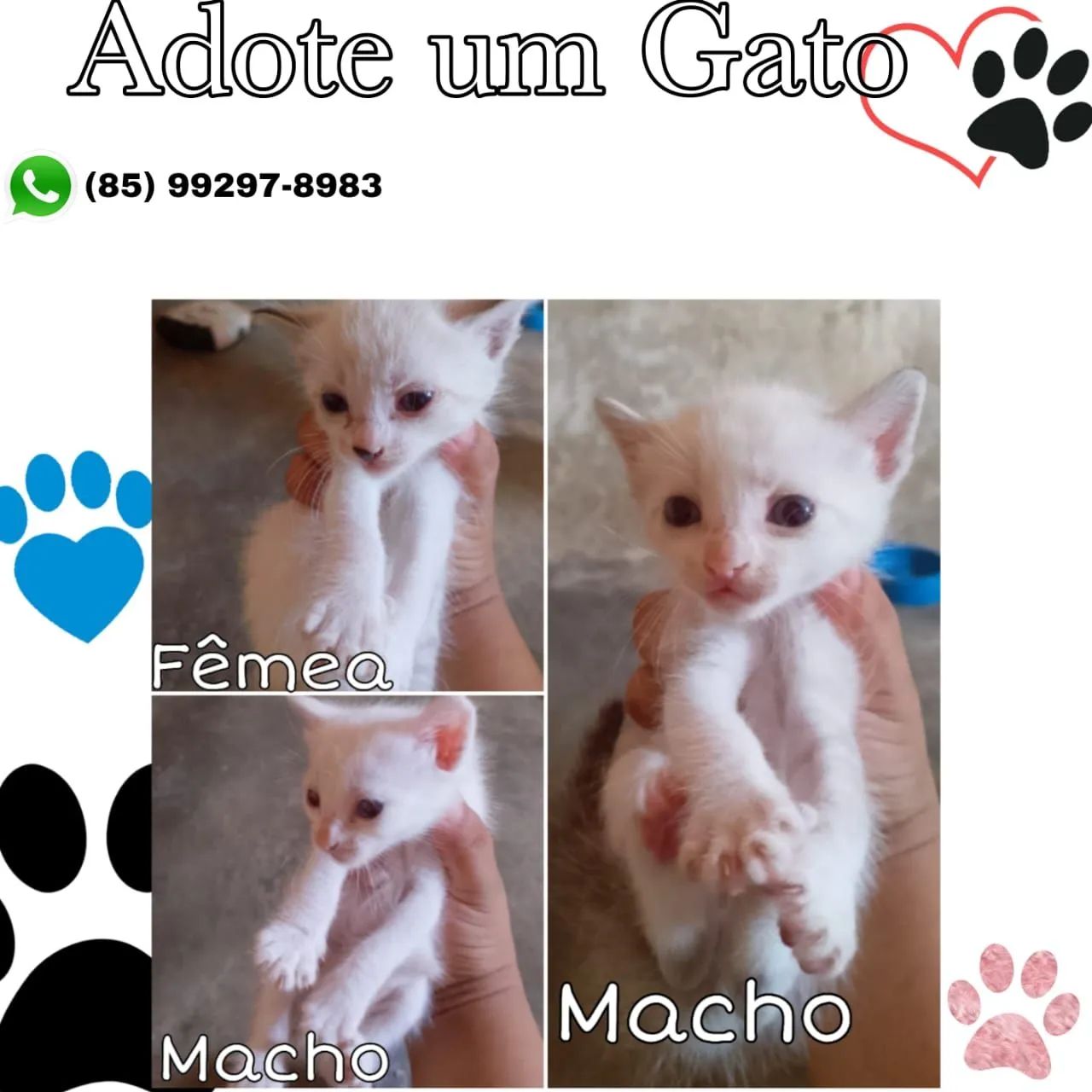 Doação de cachorro e gato