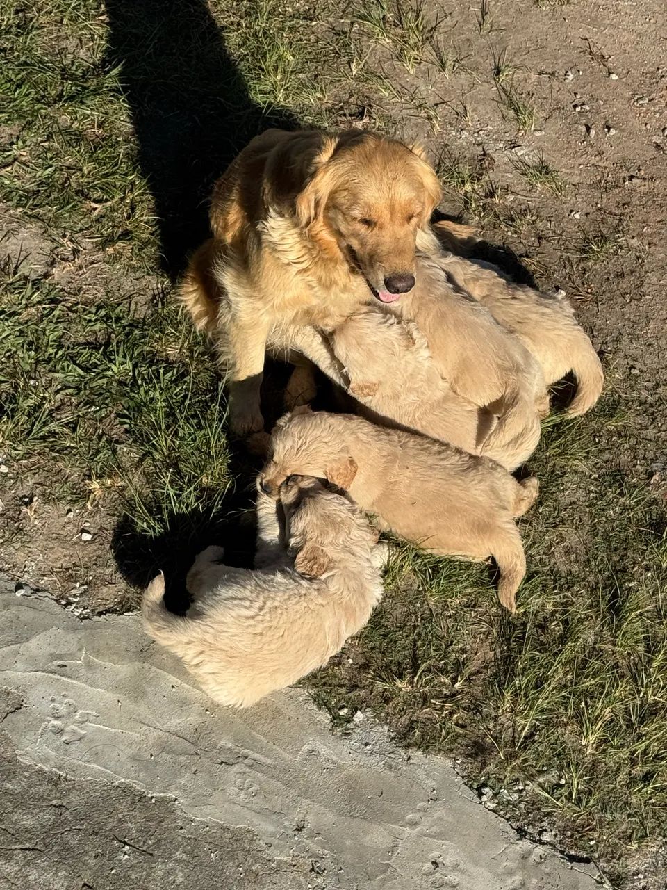 Filhotes de Golden  - Foto 4