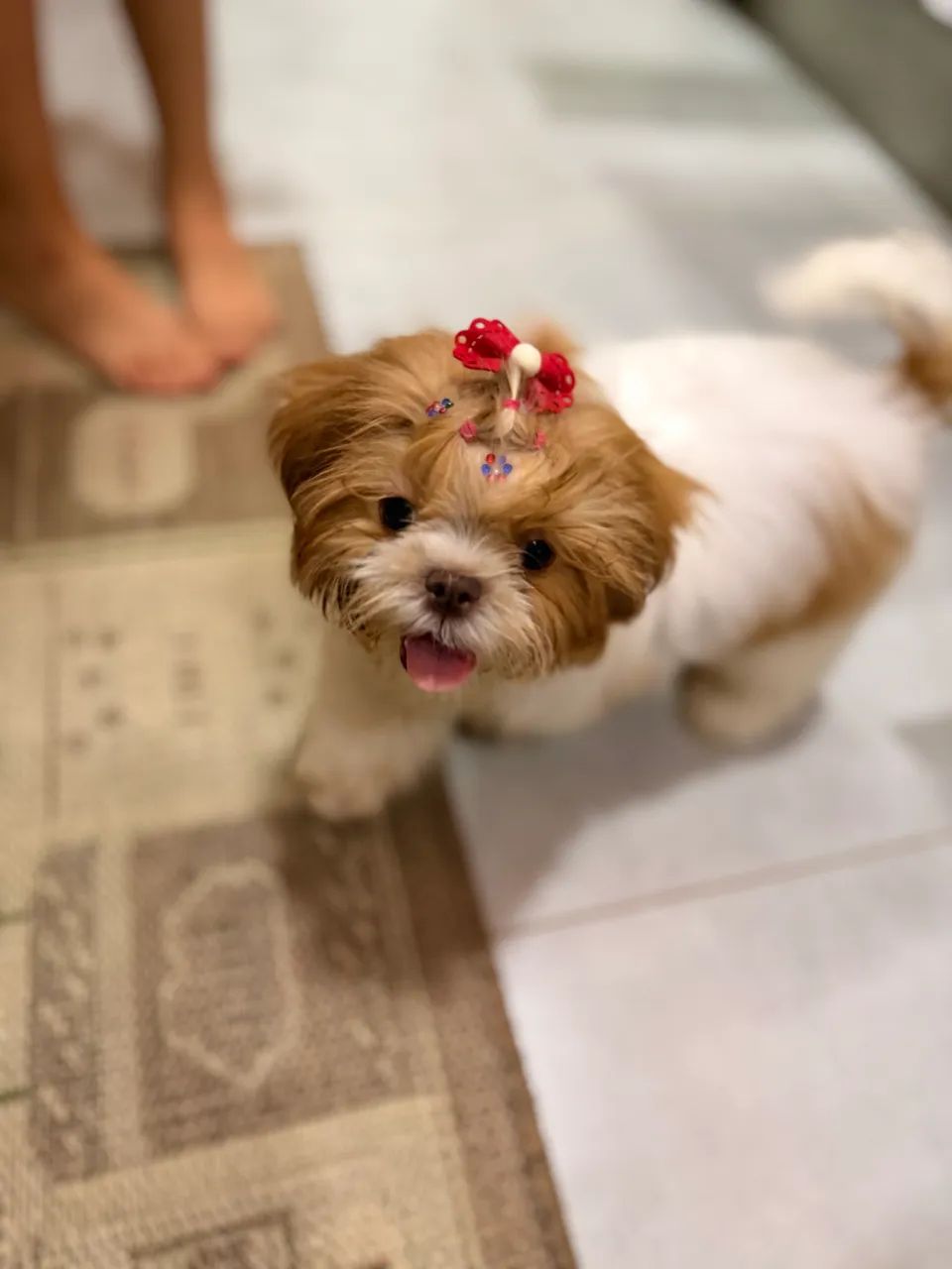 Filhote de Shihtzu Fêmea  - Foto 2