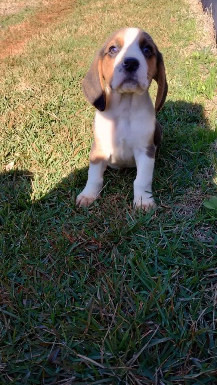 Filhotes de beagle - Foto 4