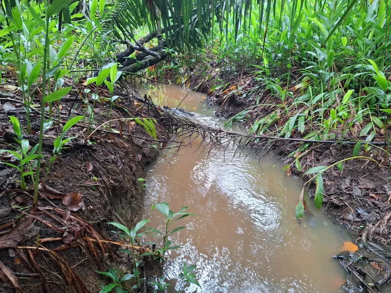 Fazenda - Jaraguá - GO - Foto 4