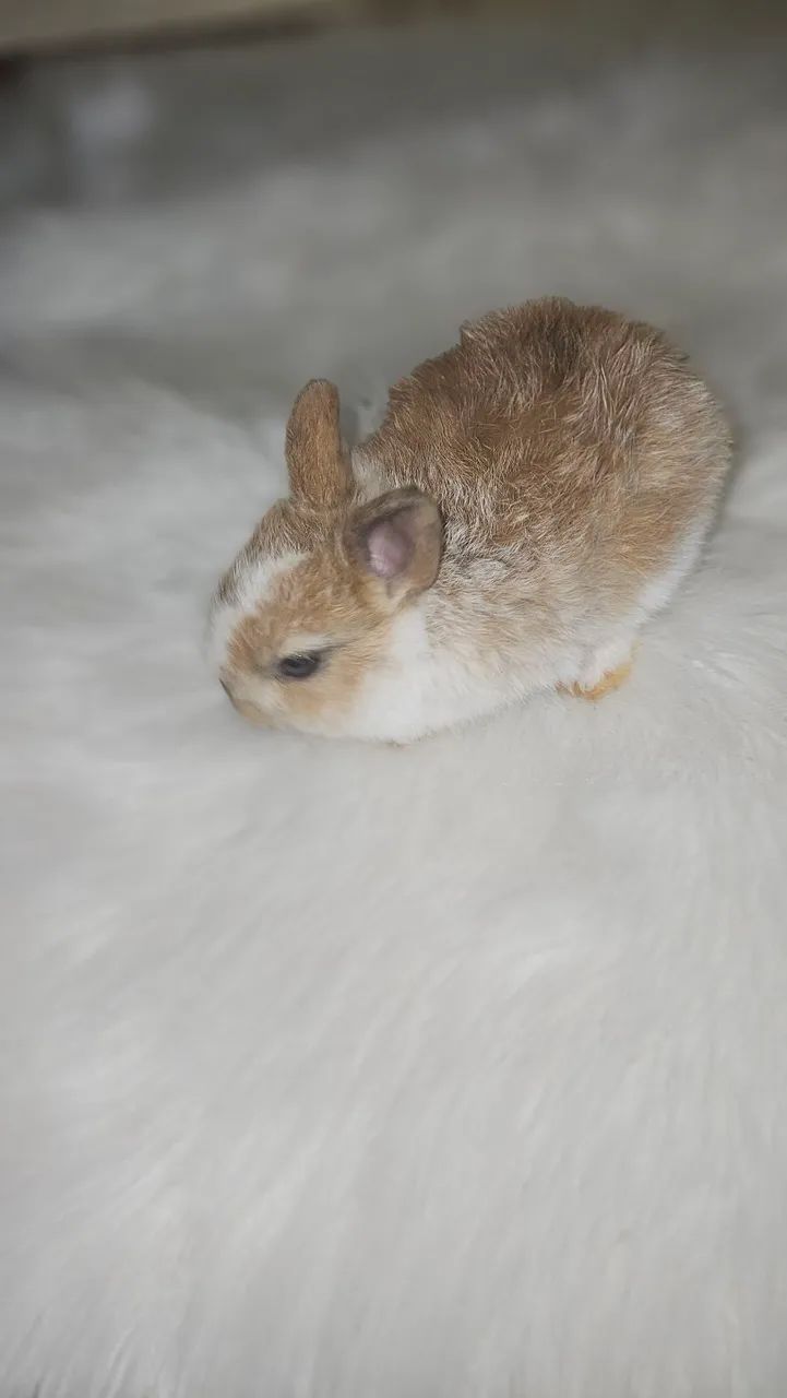 Mini - Foto 2