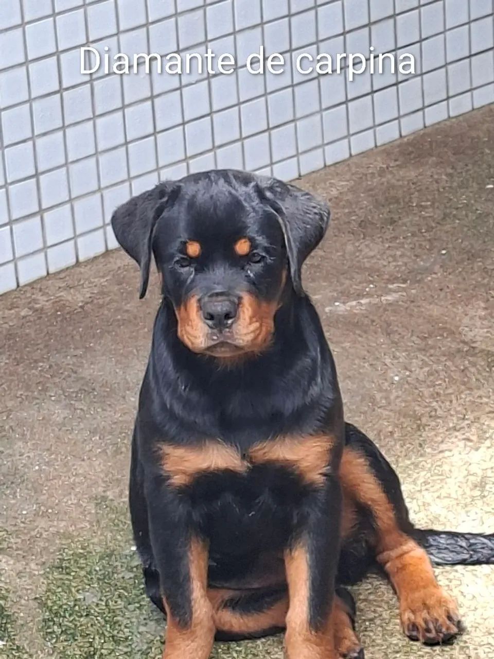rottweiler  - Foto 2