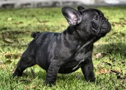 Buldogue francês  - Foto 2