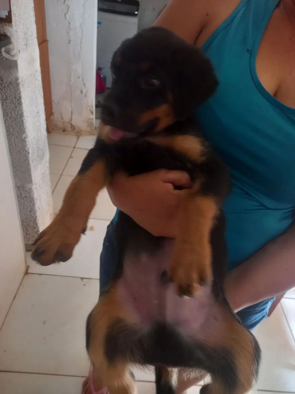 Rotwale puro  - Foto 2