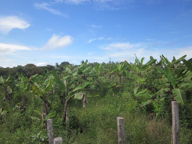 Fazenda na AM 010 km 110 2.100.000 - Foto 9