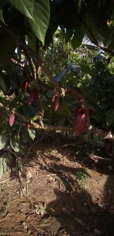 Mudas de cacau cronado