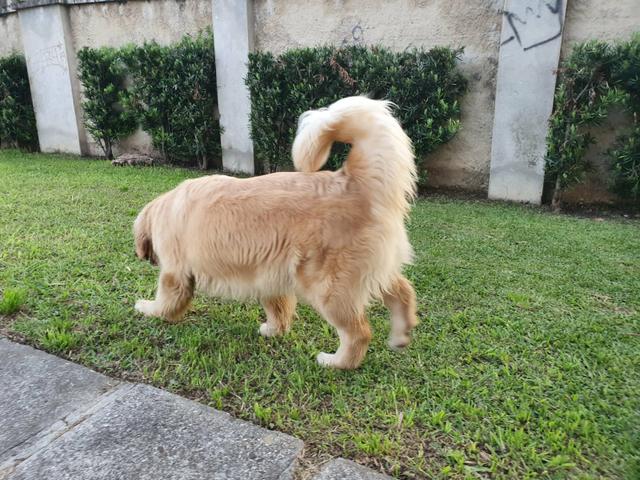Golden Retriever Fêmea - Foto 3