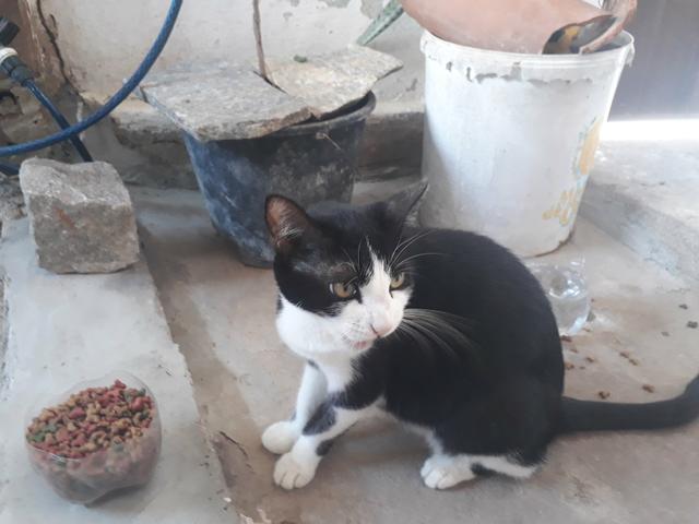 Gatos pra doar Leia o anúncio por favor - Foto 2