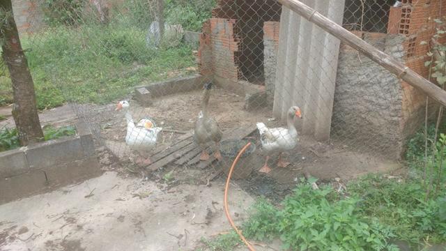 Gansos - Foto 4