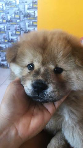 Vende-se Chow chow - Foto 3