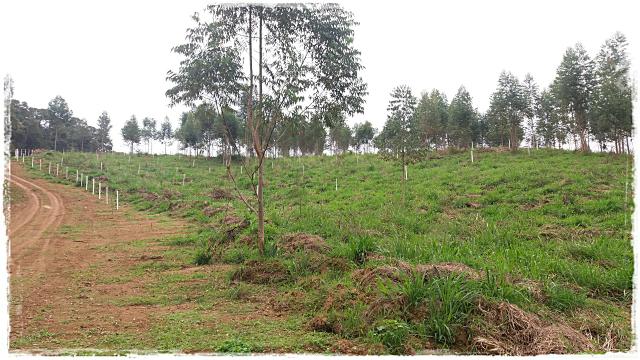 Vendo com urgência meu terreno em Ibiúna - Foto 5