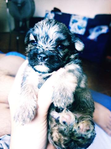Lhasa Apso com Shitzu