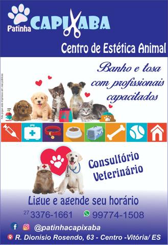 Banho e tosa