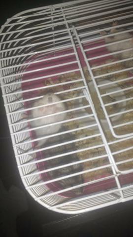 Hamster