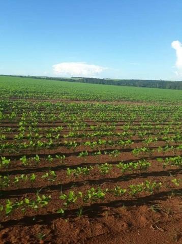 109 Alq. Entrada 50% Da Condições Planta 75 Dupla Aptidão Da Pivô Estruturada Piranhas GO - Foto 9