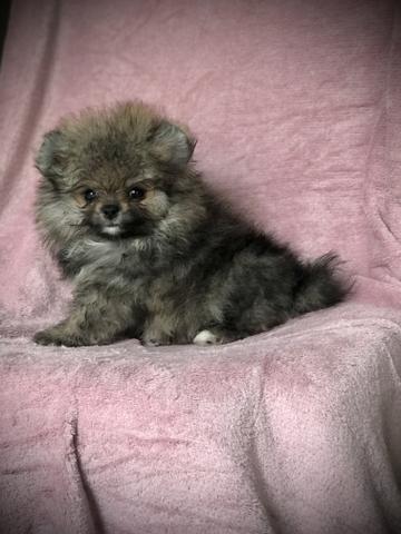 Spitz Alemão ( Lulu da Pomerania ) - Foto 3