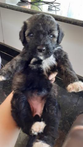 Black Friday Filhotes de Poodle n°2 Preto