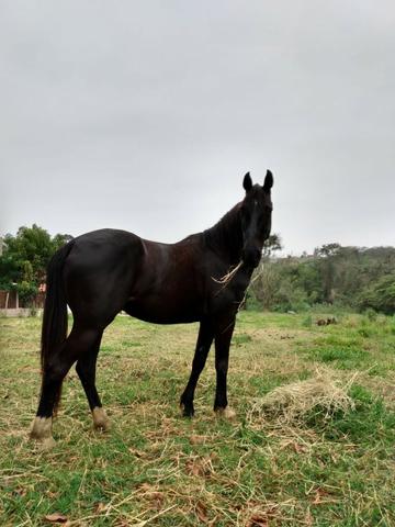 Vendo cavalo - Foto 5