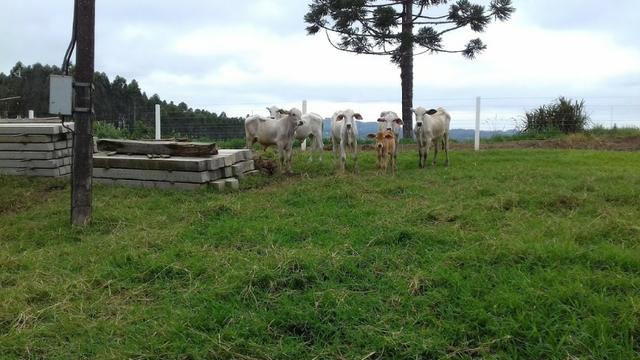Fazenda 15 alqueires - Foto 4