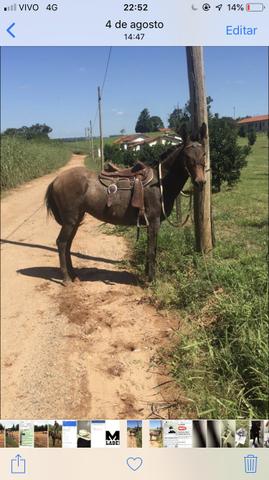 Mula Marchadeira - Foto 2
