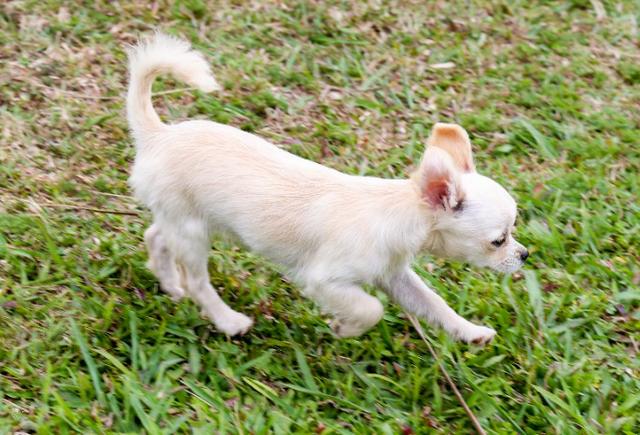 Chihuahua - Macho