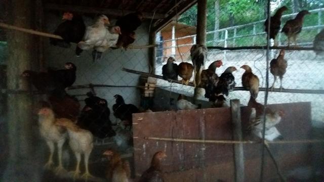 Sítio ( Cantinho do céu ) para Final de semana e feriados - Foto 18
