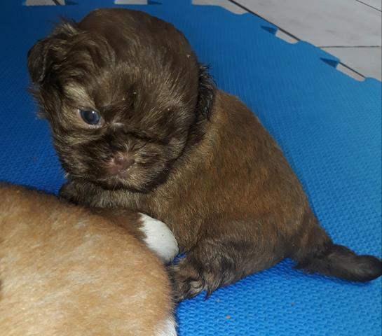 Shih Tzu Macho