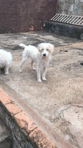 Cachorros doação