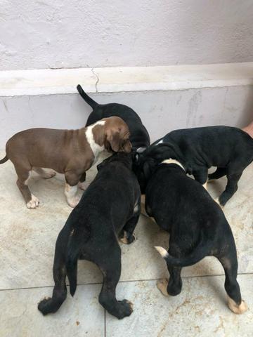Vendo filhotes de PITBULL